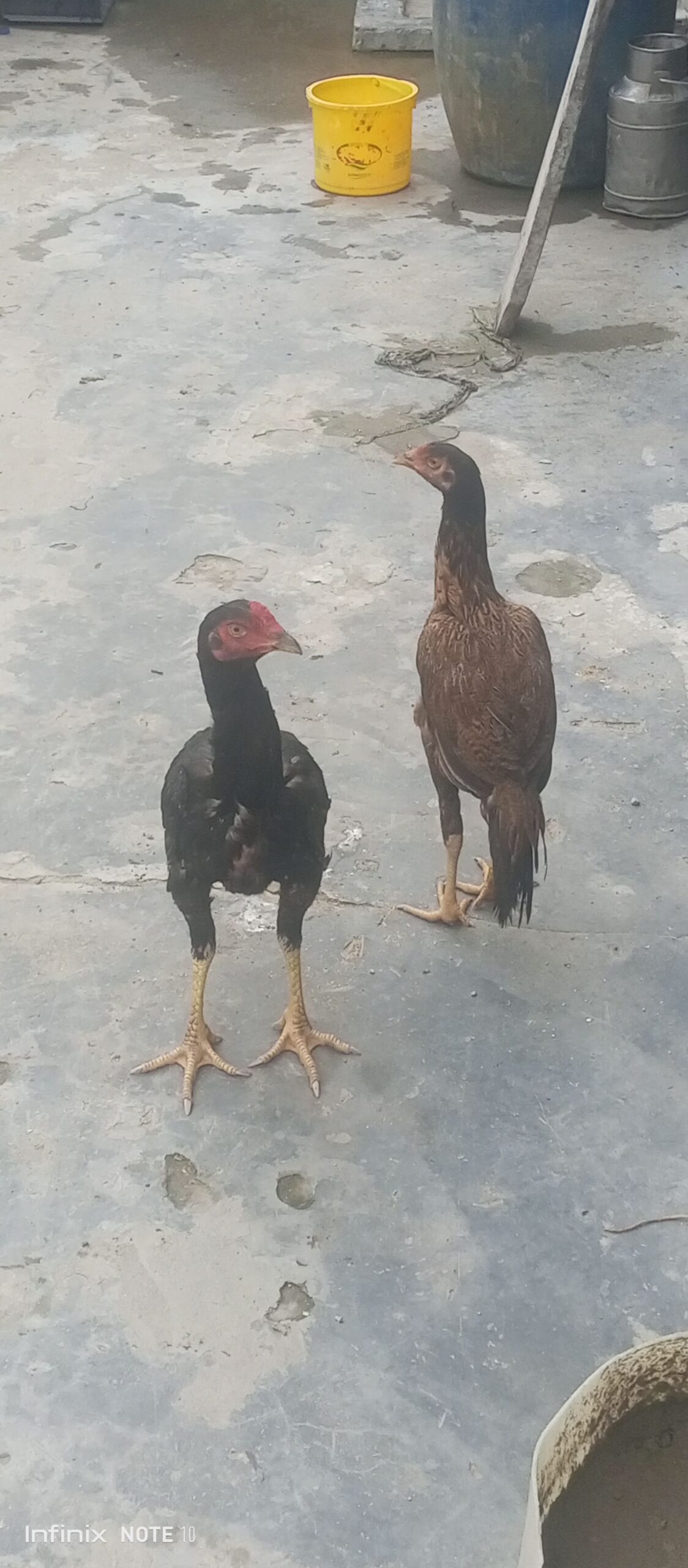 Aseel murga shindi phatta pair