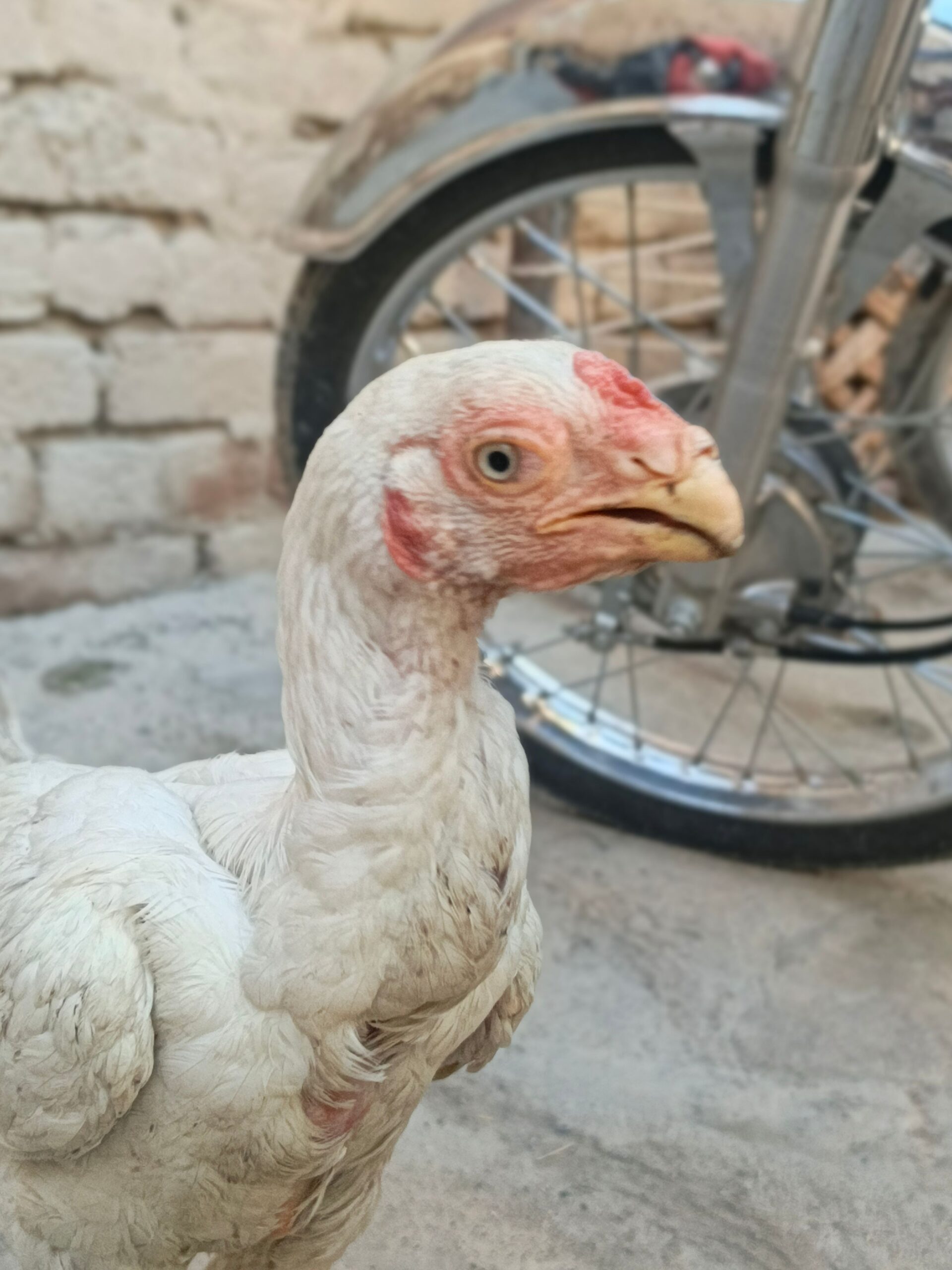 Perot beak