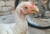 Perot beak