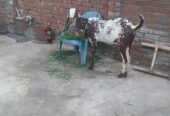 Subhan Ali