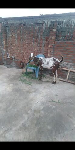Subhan Ali