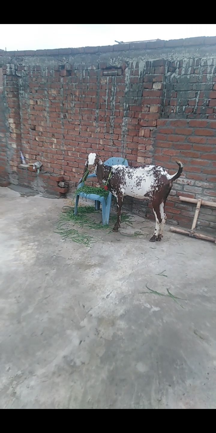 Subhan Ali