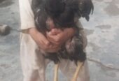 Aseel murga shindi phatta