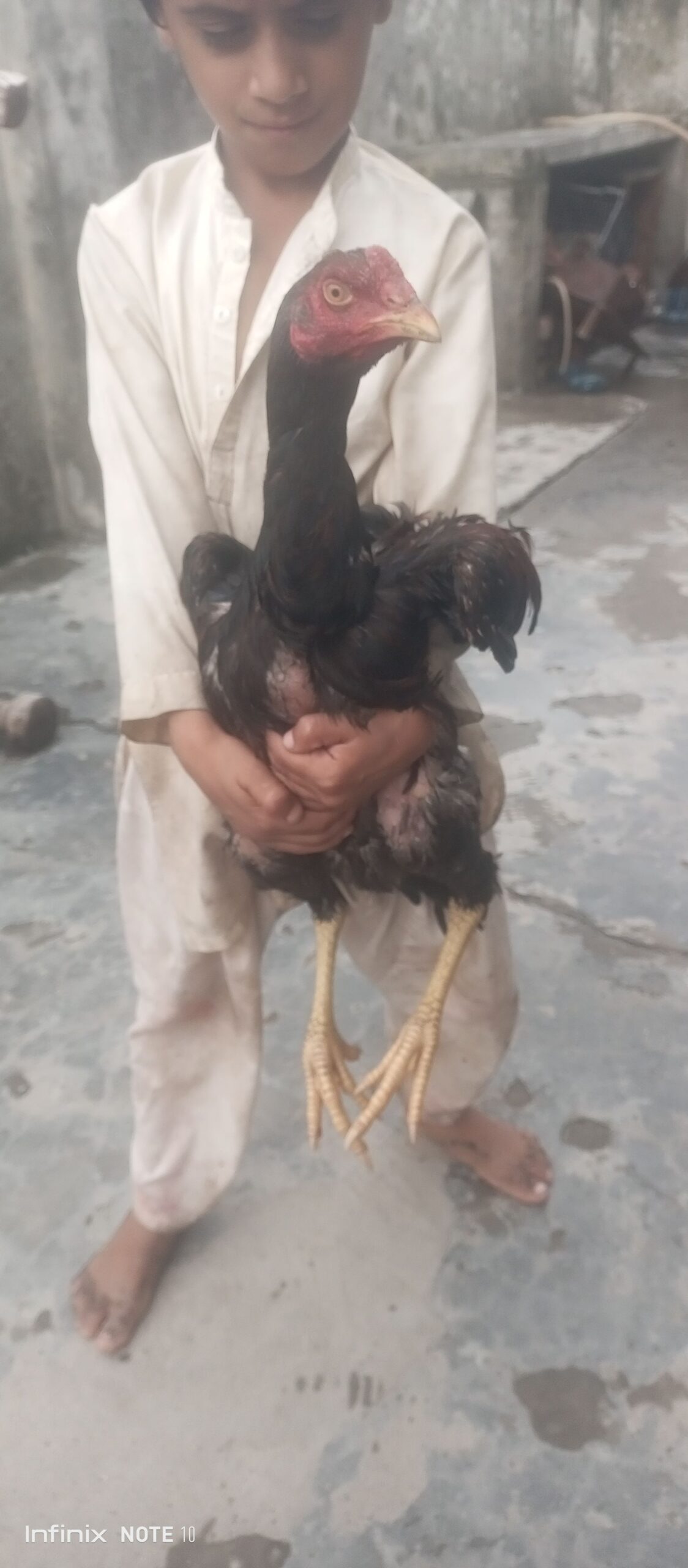 Aseel murga shindi phatta