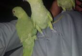Khata parrots