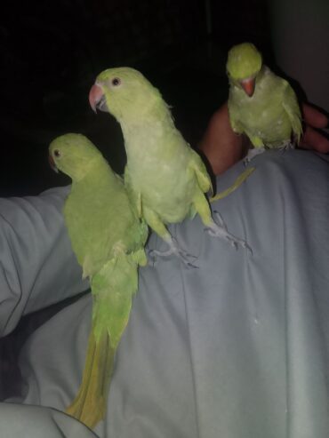 Khata parrots