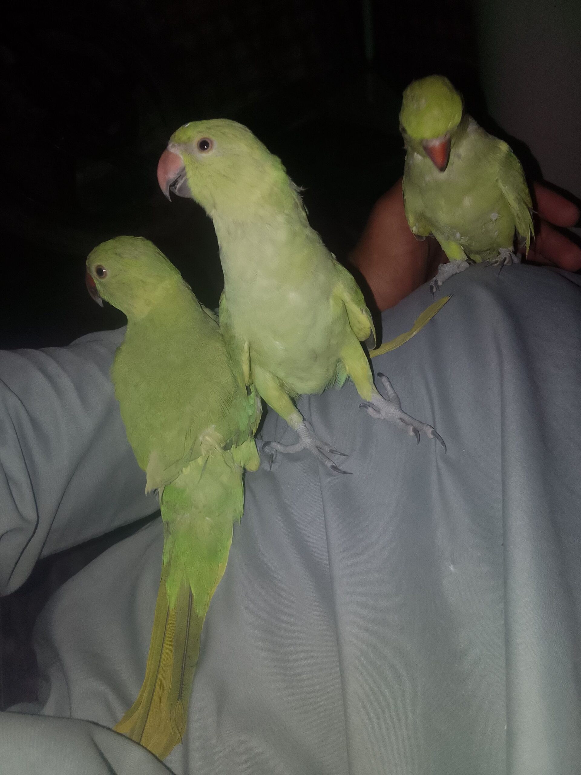 Khata parrots
