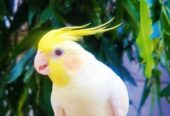 Handtame Common White Cocktail for Sale ( WhatsApp : 03204648428)