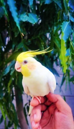 Handtame Common White Cocktail for Sale ( WhatsApp : 03204648428)