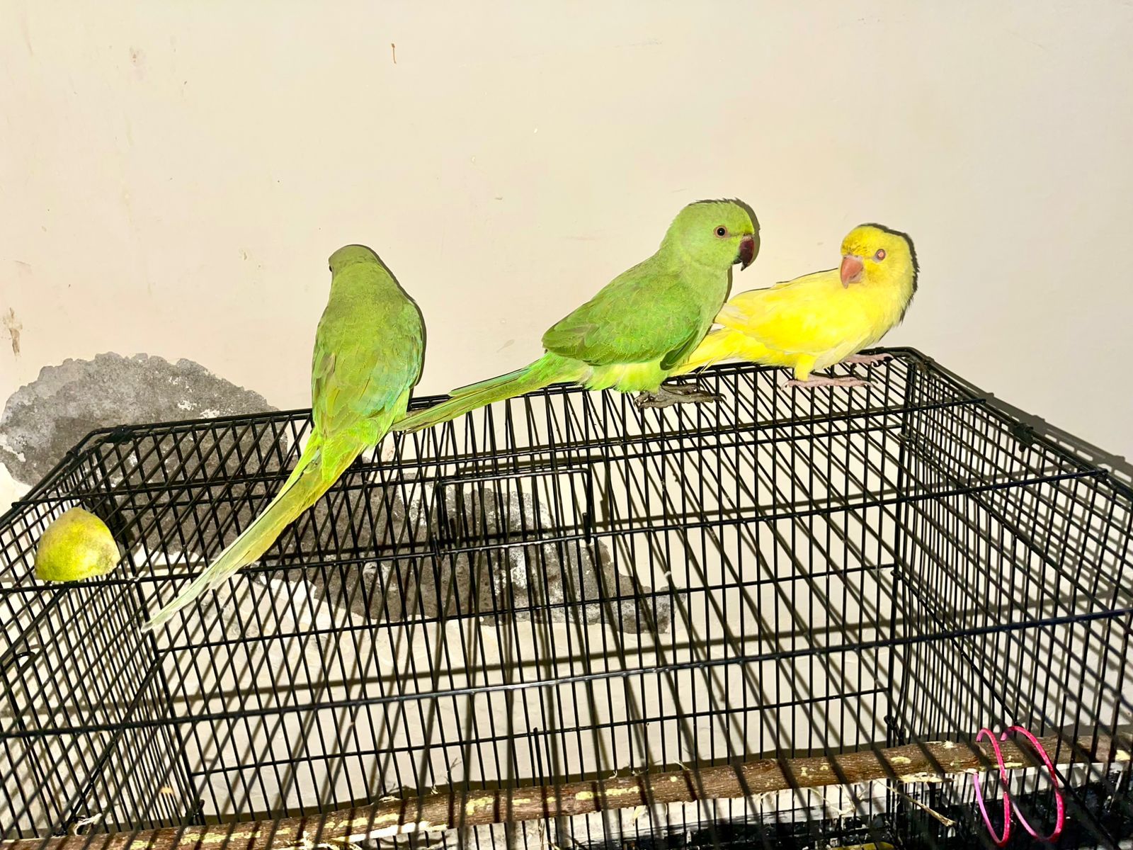 Handtamme talking