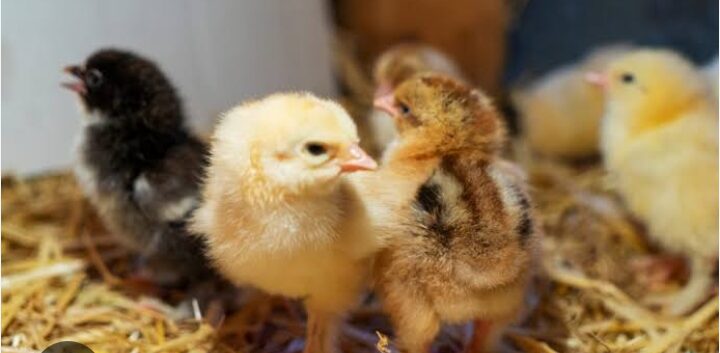 🐥 Fresh Desi Chicks | 1–6 Days Old