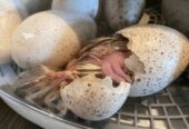 turkey bird eggs for sale
