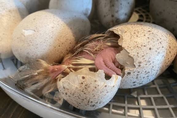 turkey bird eggs for sale