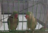 Kashmiri Raw parrot