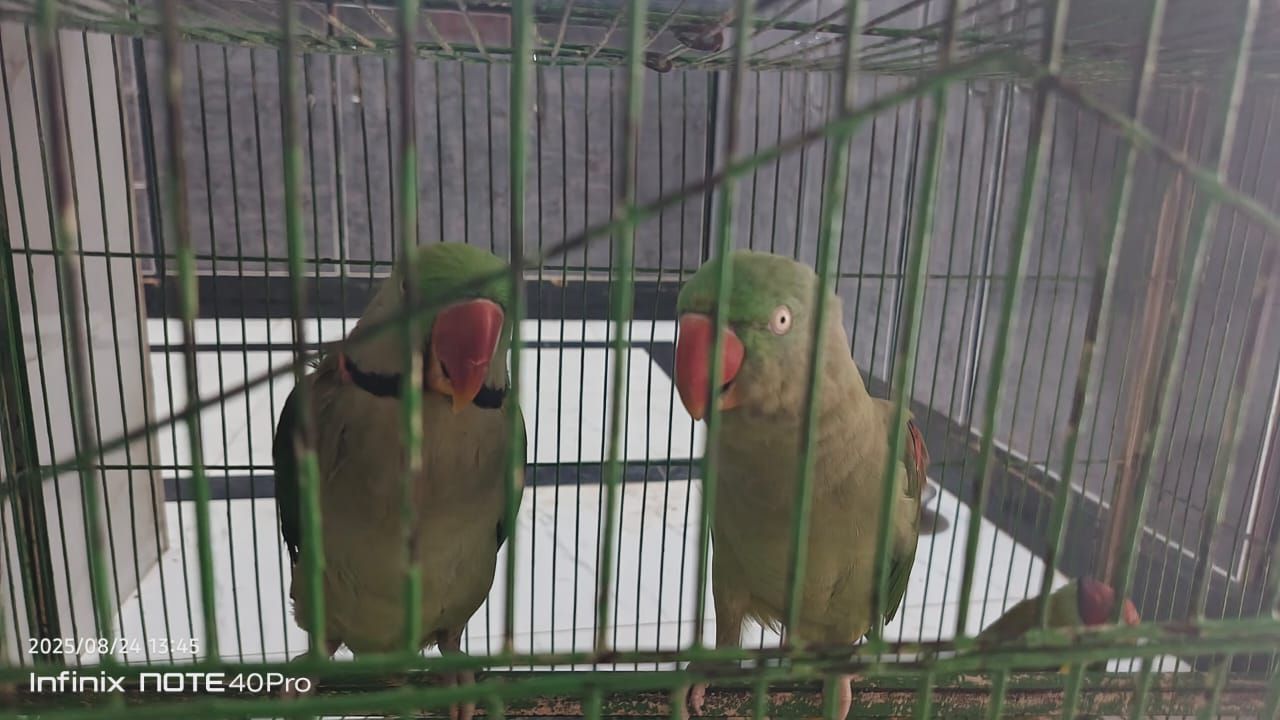 Kashmiri Raw parrot