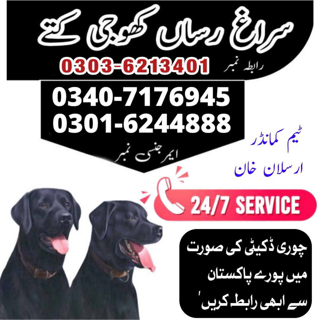 Army Dog in DG Khan 03016244888 khoji Dogs Service