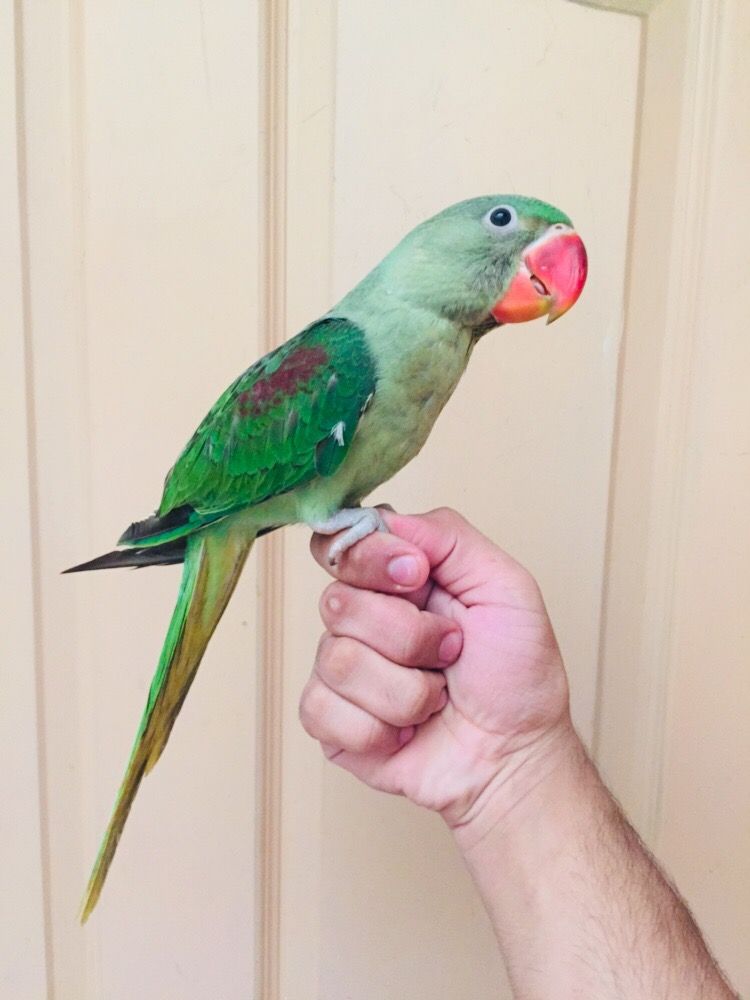 Raw Parrot Male