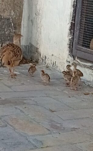 6 chiks irani age 20 days ( bahir chornay k addi hain ) cargo all pakistan