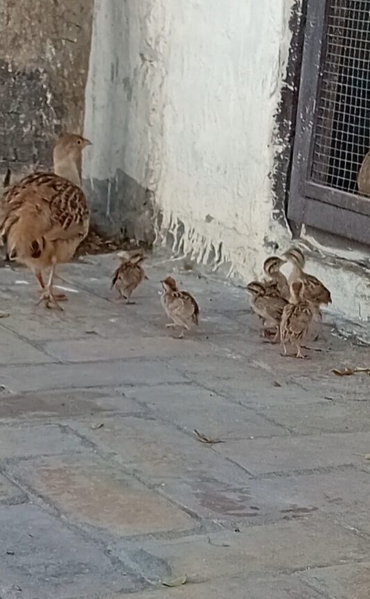 6 chiks irani age 20 days ( bahir chornay k addi hain ) cargo all pakistan