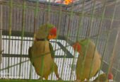 Kashmiri Raw parrot