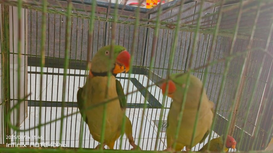Kashmiri Raw parrot