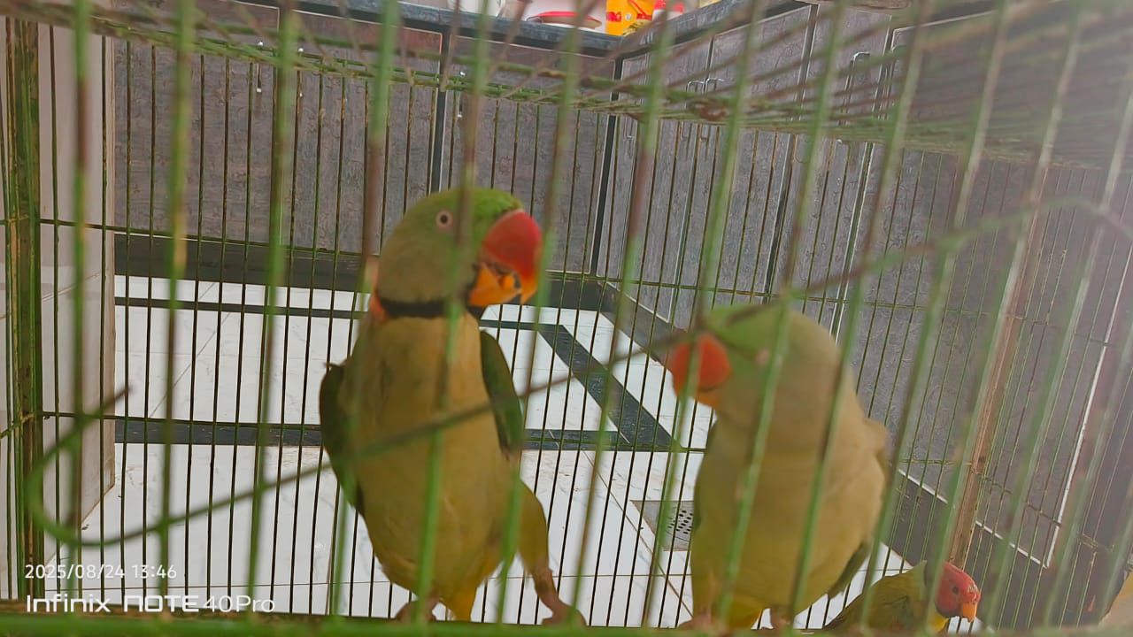 Kashmiri Raw parrot