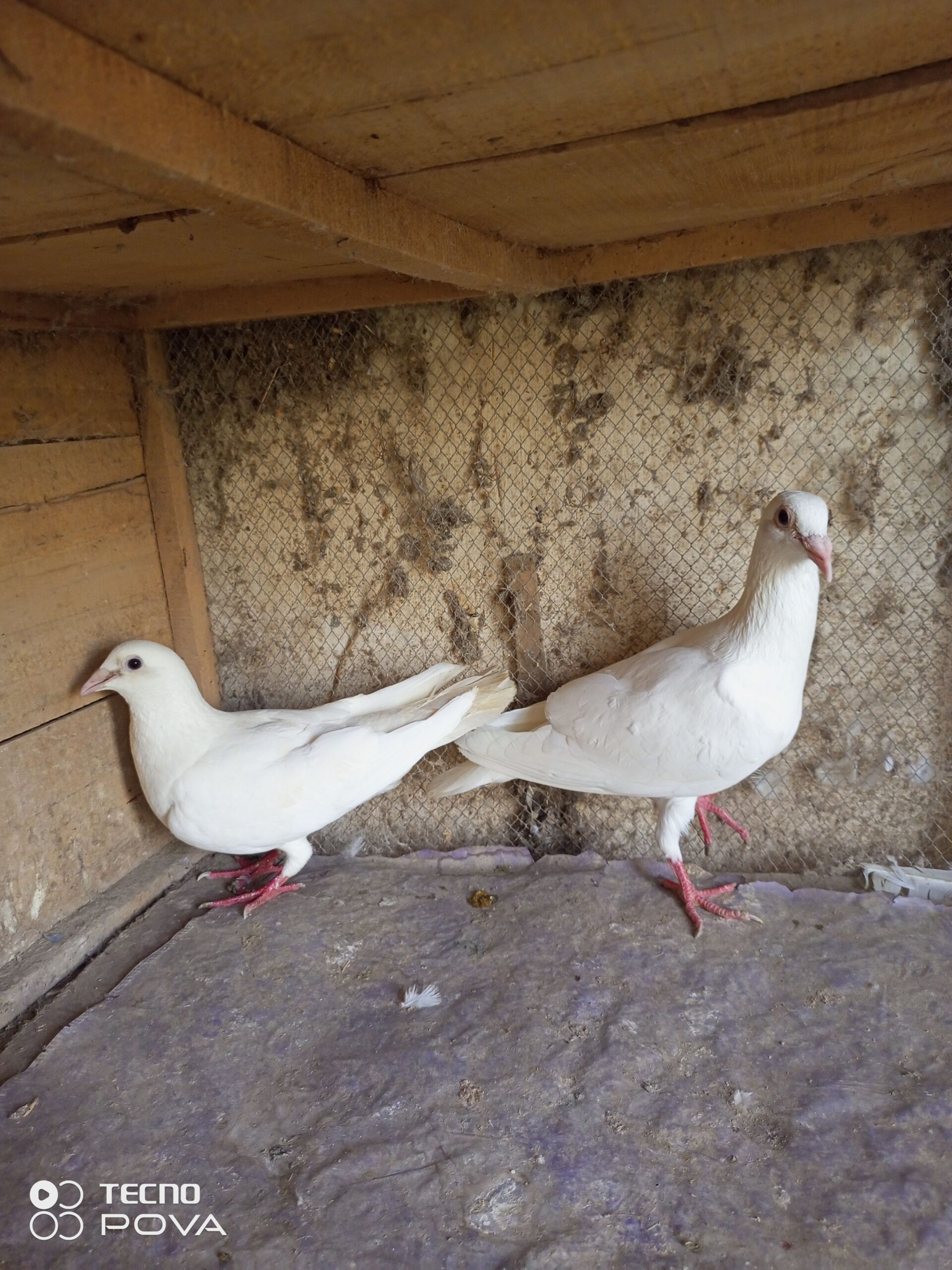 Pair for sale