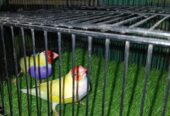 1st breed kr chukaa hai healthy and active pair hai ghr ka