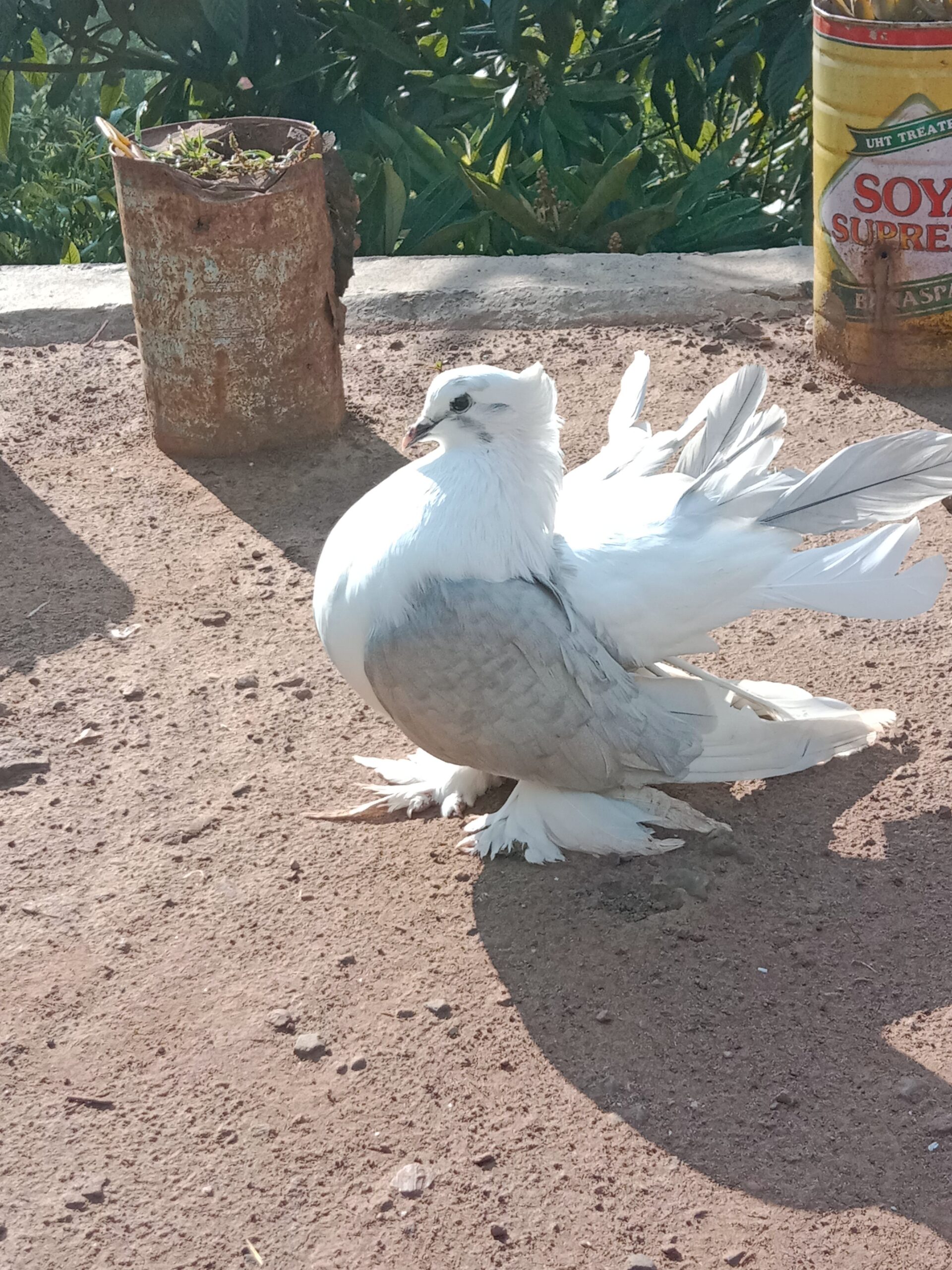 American funtail female