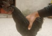 Ayam cemani breeder male