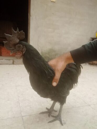 Ayam cemani breeder male