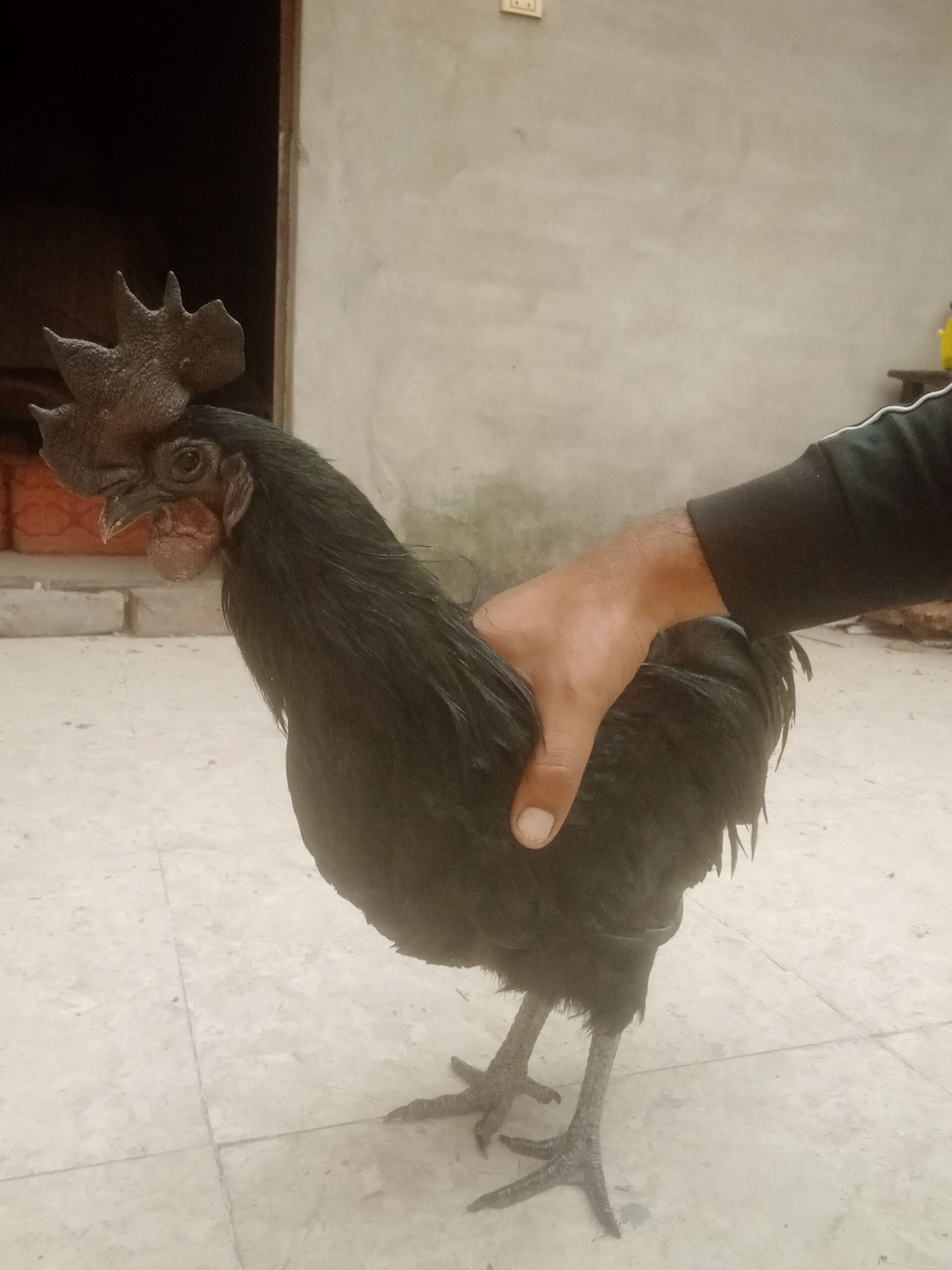 Ayam cemani breeder male