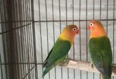 Love bird