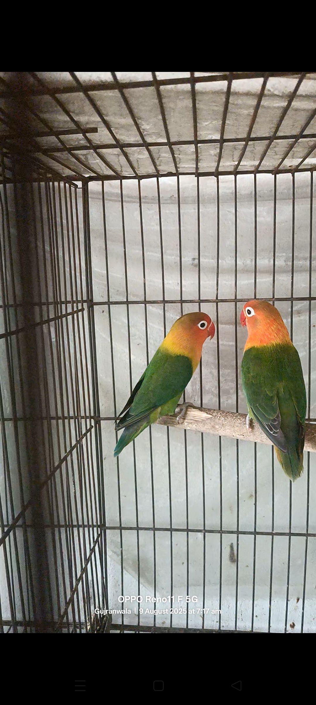 Love bird