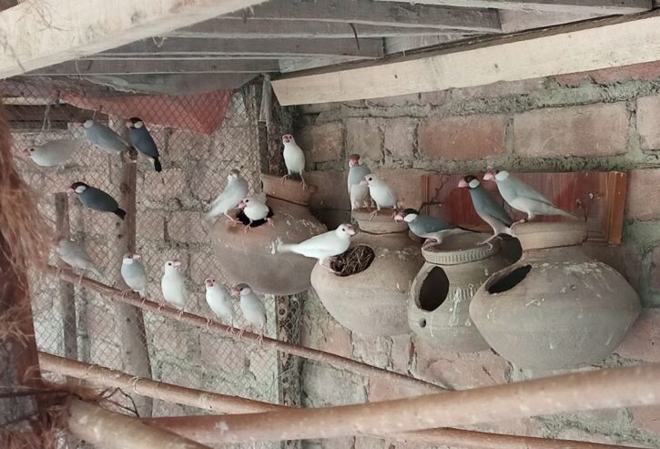 Java Finch