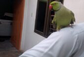 Ringneck male