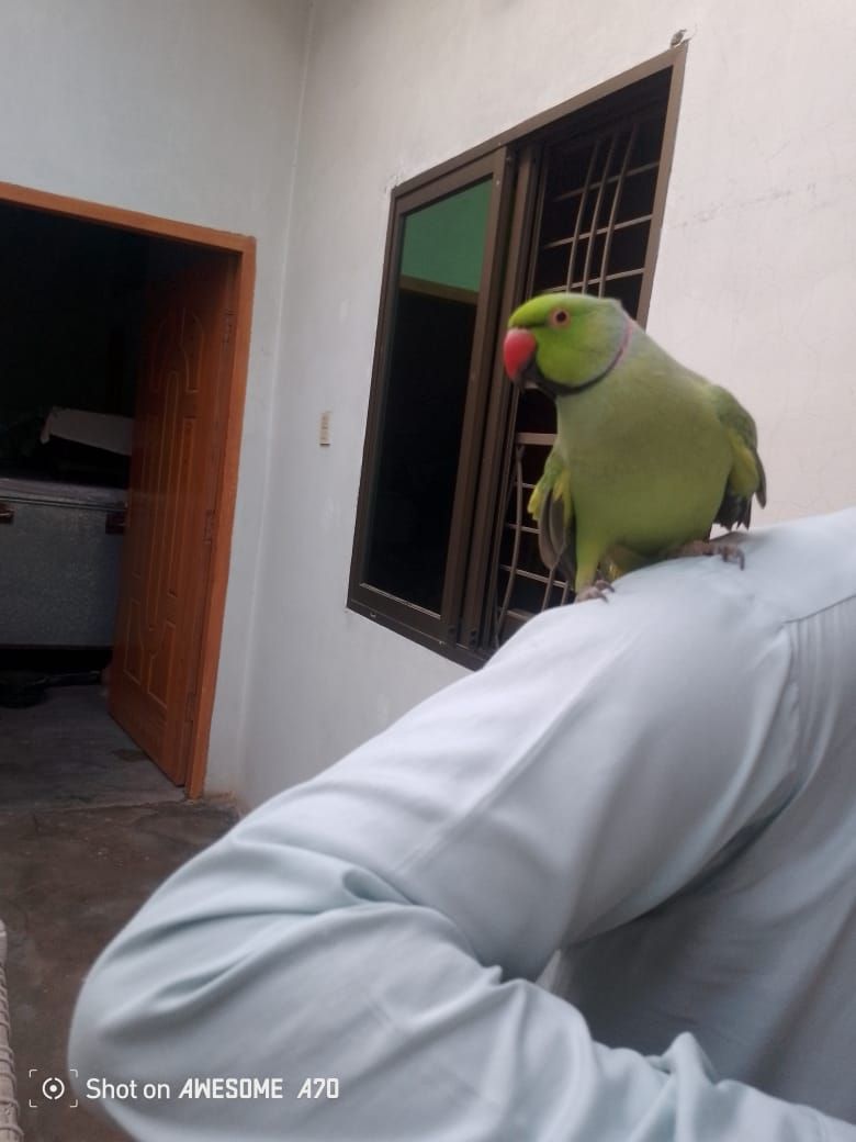Ringneck male