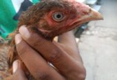 Pure Mianwali Breeder Aseel hen/Murgi