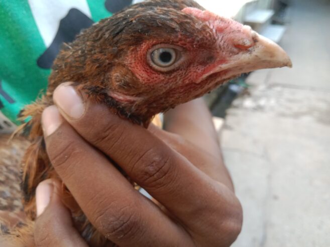 Pure Mianwali Breeder Aseel hen/Murgi