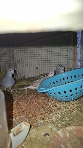 Diamond dove