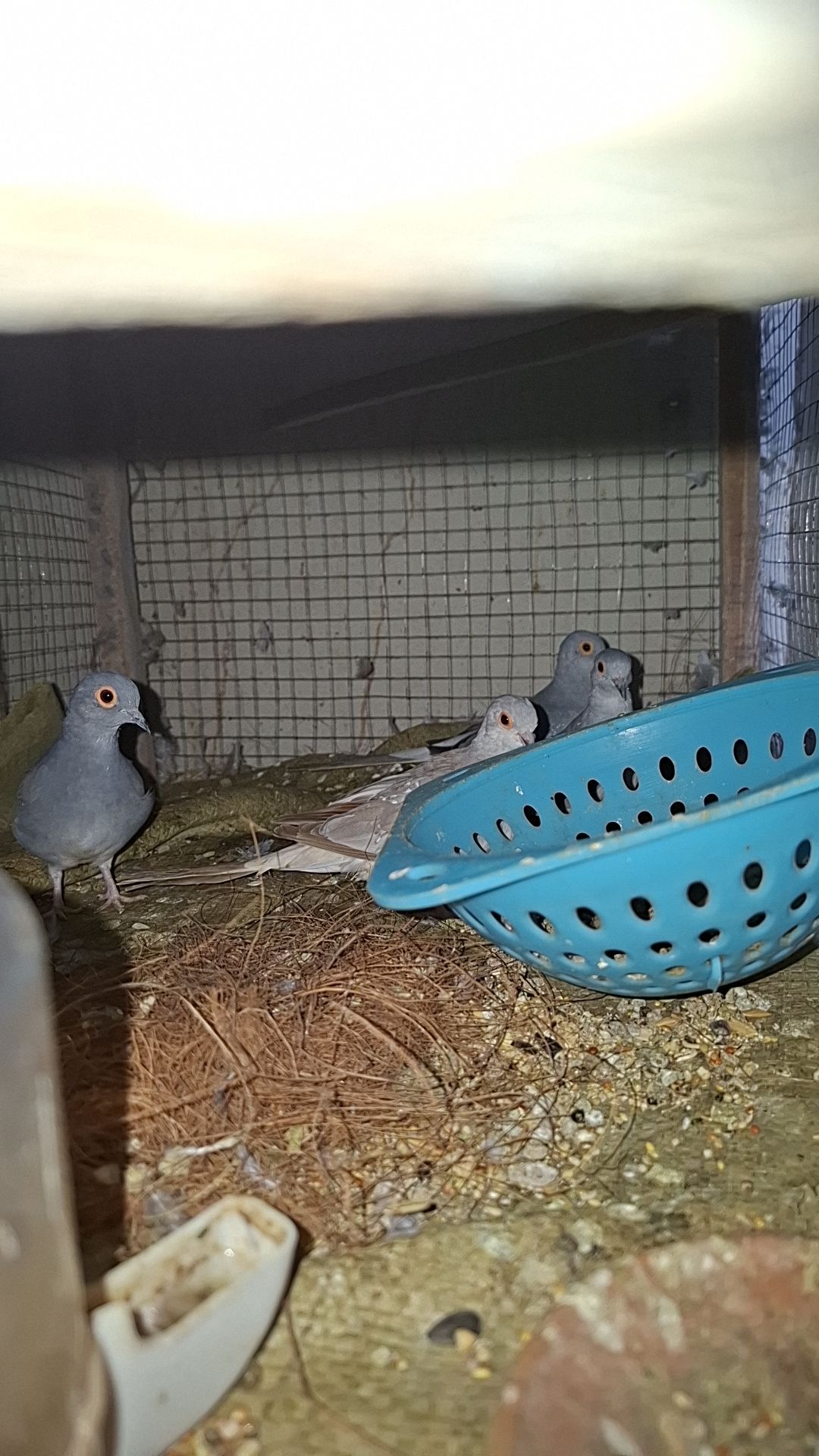 Diamond dove