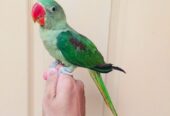 Raw Parrot Male