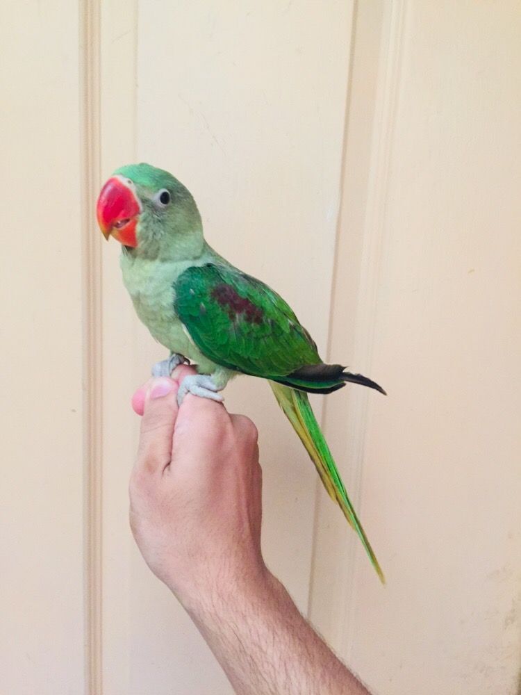 Raw Parrot Male