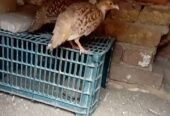 Top quality king size breeder pair for sale Location Mianwali cargo all pakistan