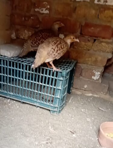 Top quality king size breeder pair for sale Location Mianwali cargo all pakistan