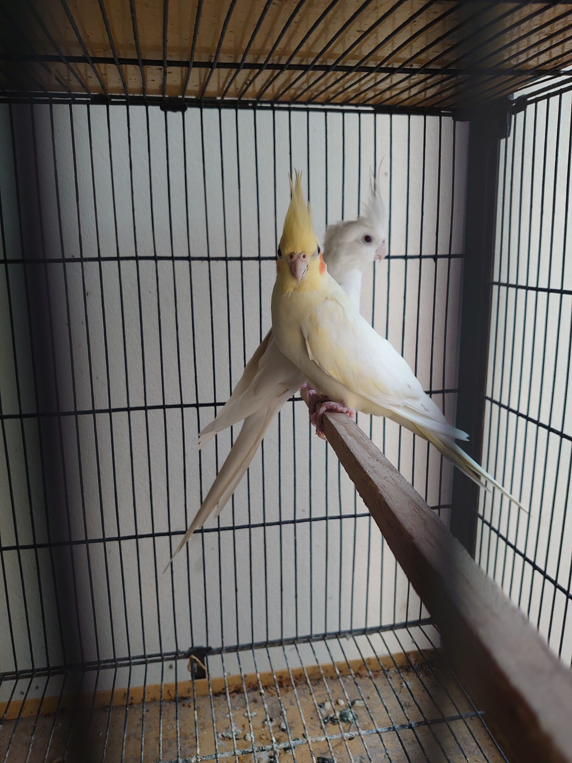 Cocktail pair