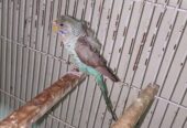 Black Wing Hogoromo