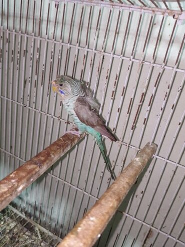 Black Wing Hogoromo