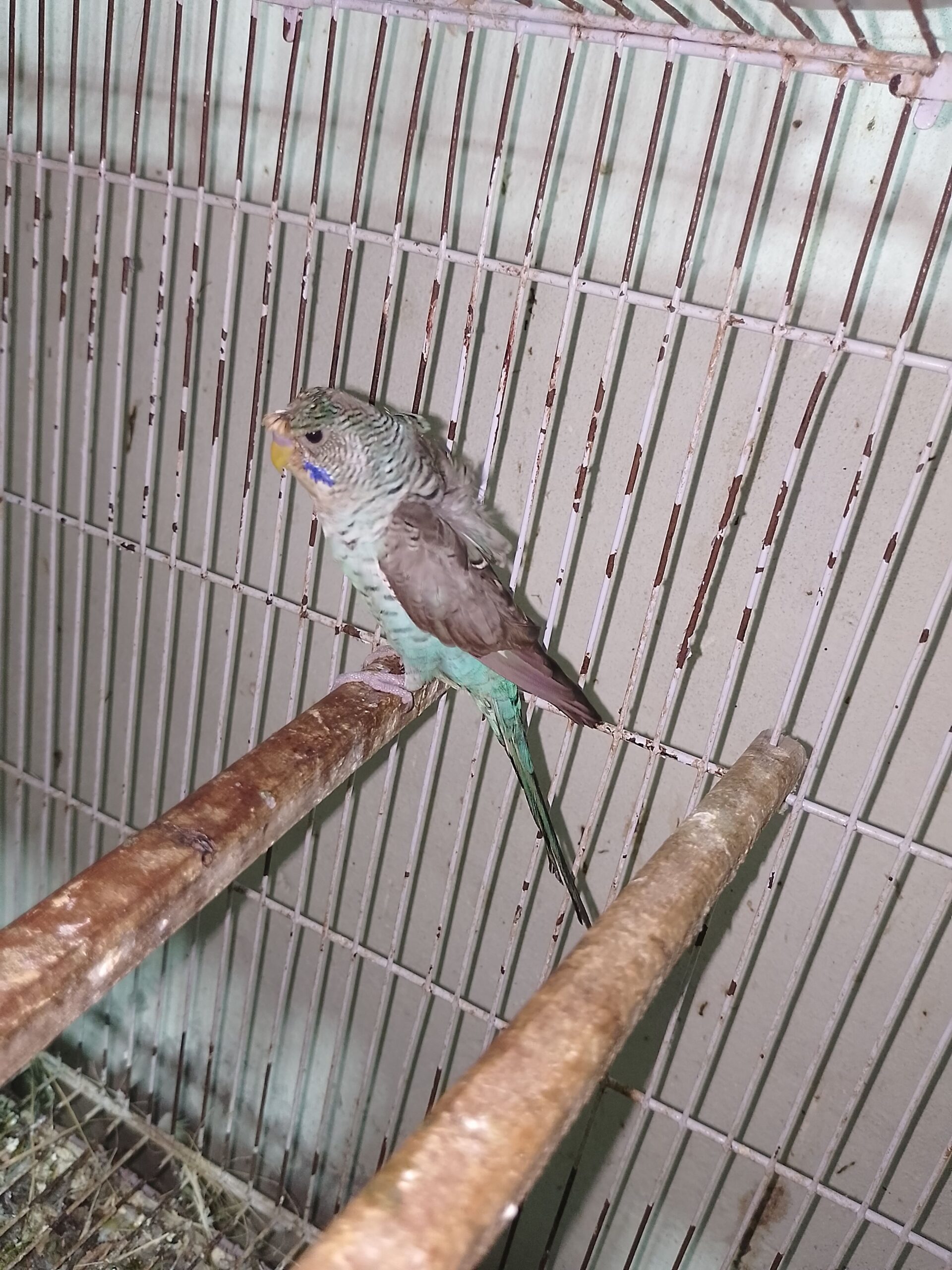 Black Wing Hogoromo