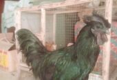 Ayam cemani breeder male